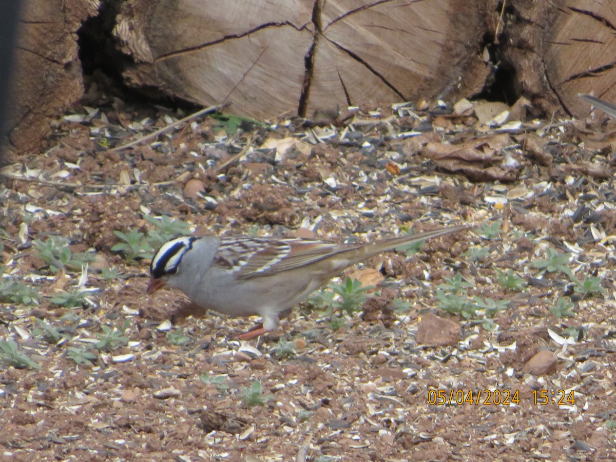 White-crowned Sparrow (oriantha) - ML618582900