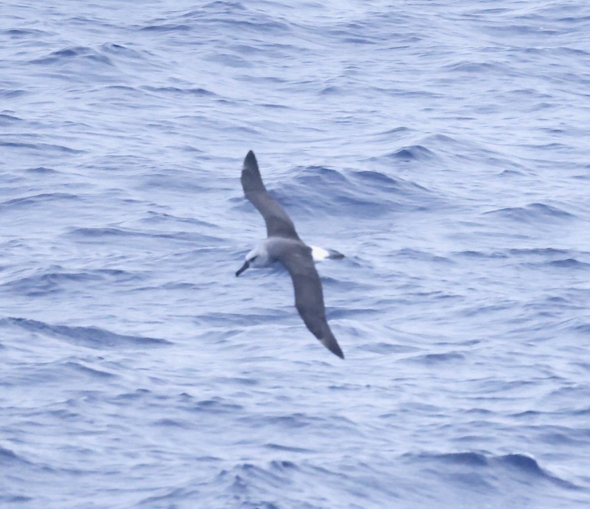 albatros šedohlavý - ML618582901