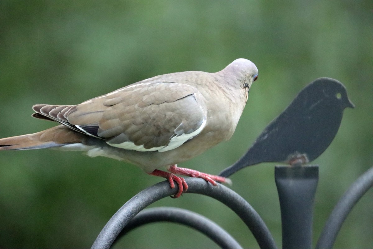 White-winged Dove - Larry Van Buren