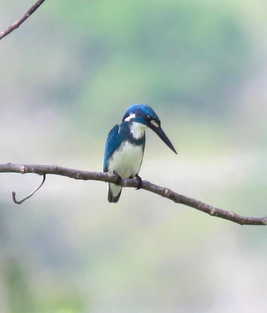 Small Blue Kingfisher - ML618582922