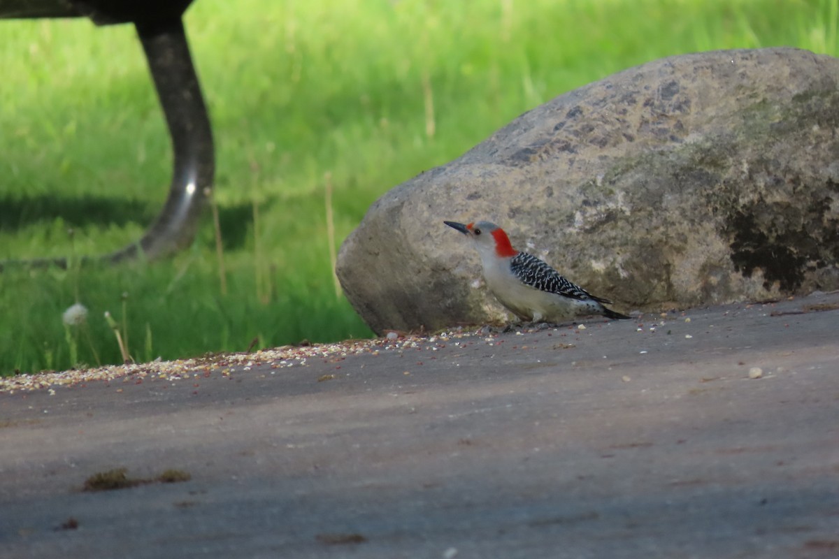 Red-bellied Woodpecker - ML618582939