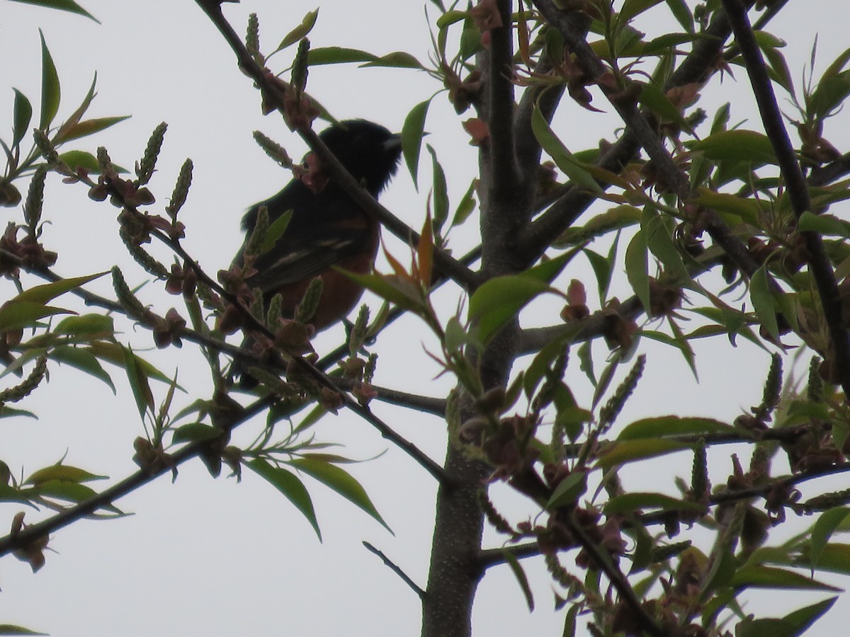 Orchard Oriole - ML618582994