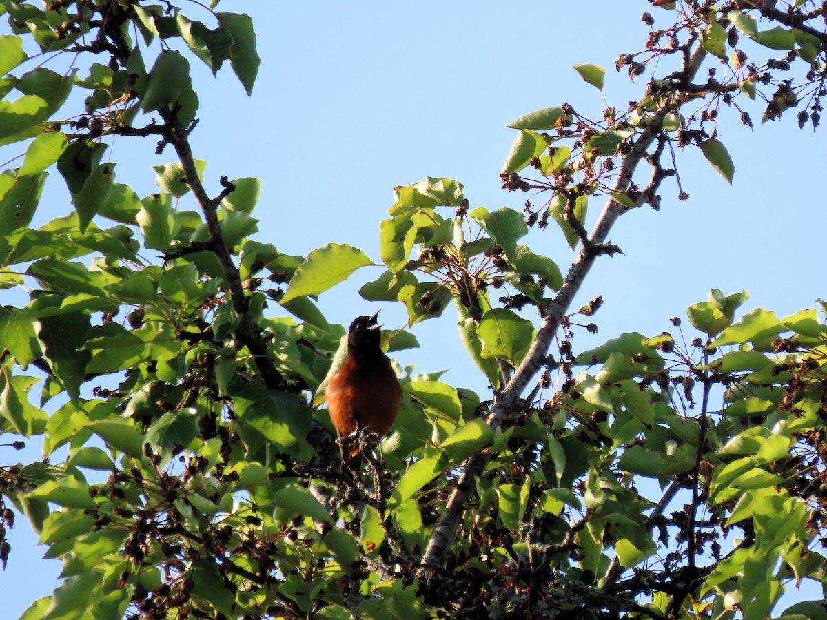 Orchard Oriole - ML618583014