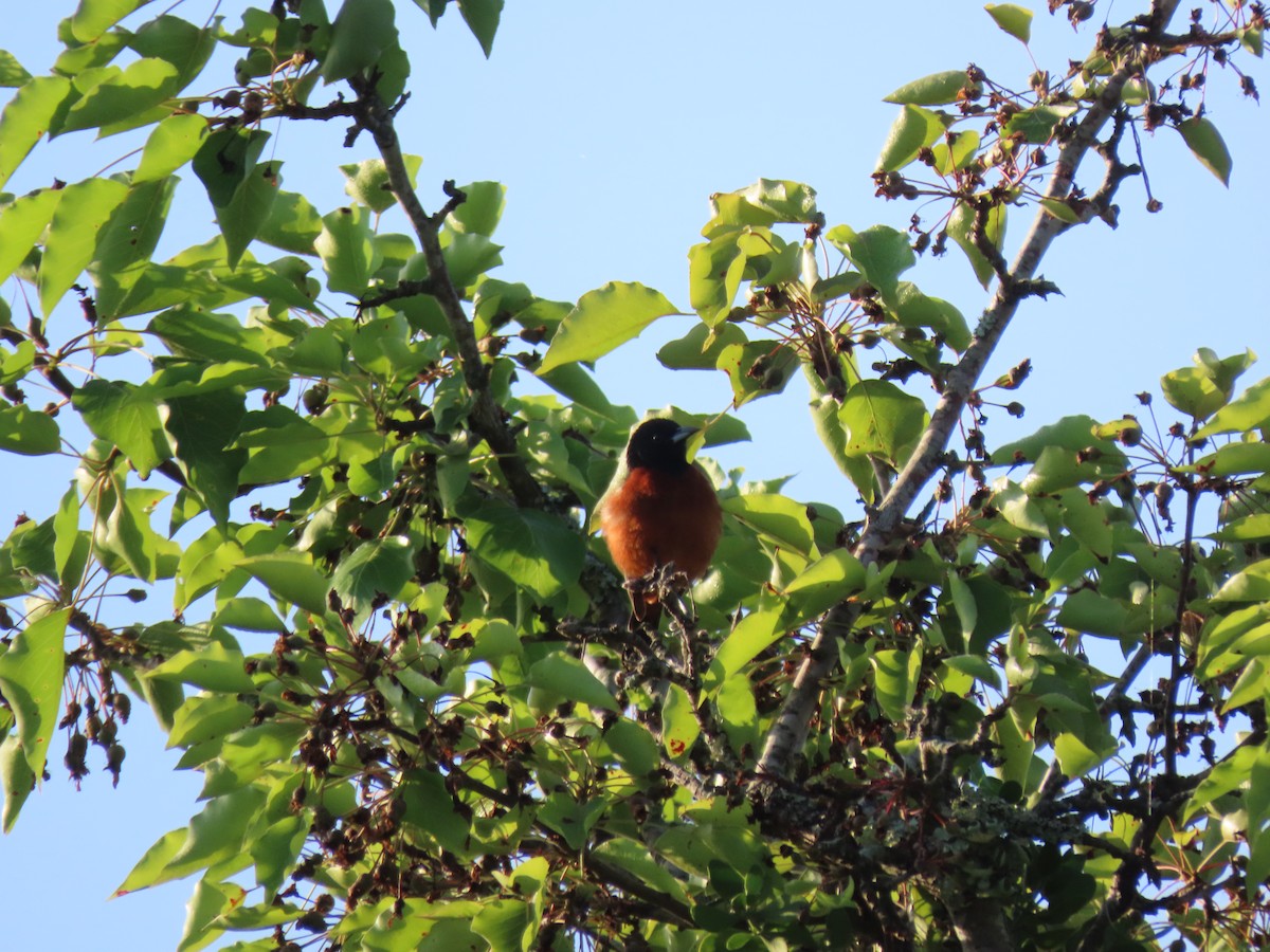 Orchard Oriole - ML618583032