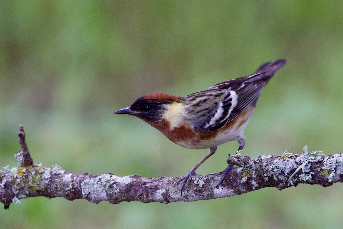 Bay-breasted Warbler - ML618583043