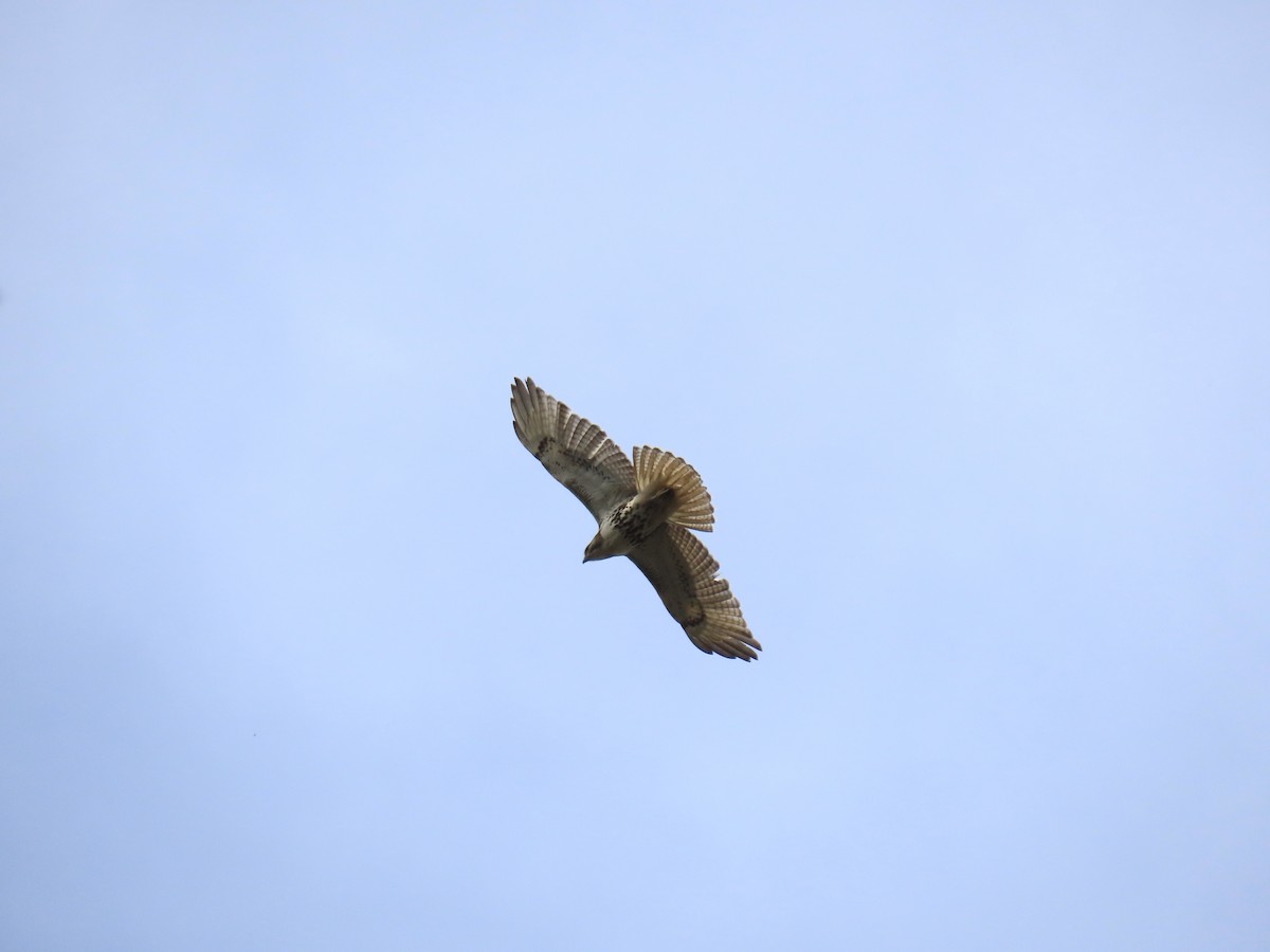 Red-tailed Hawk - ML618583060