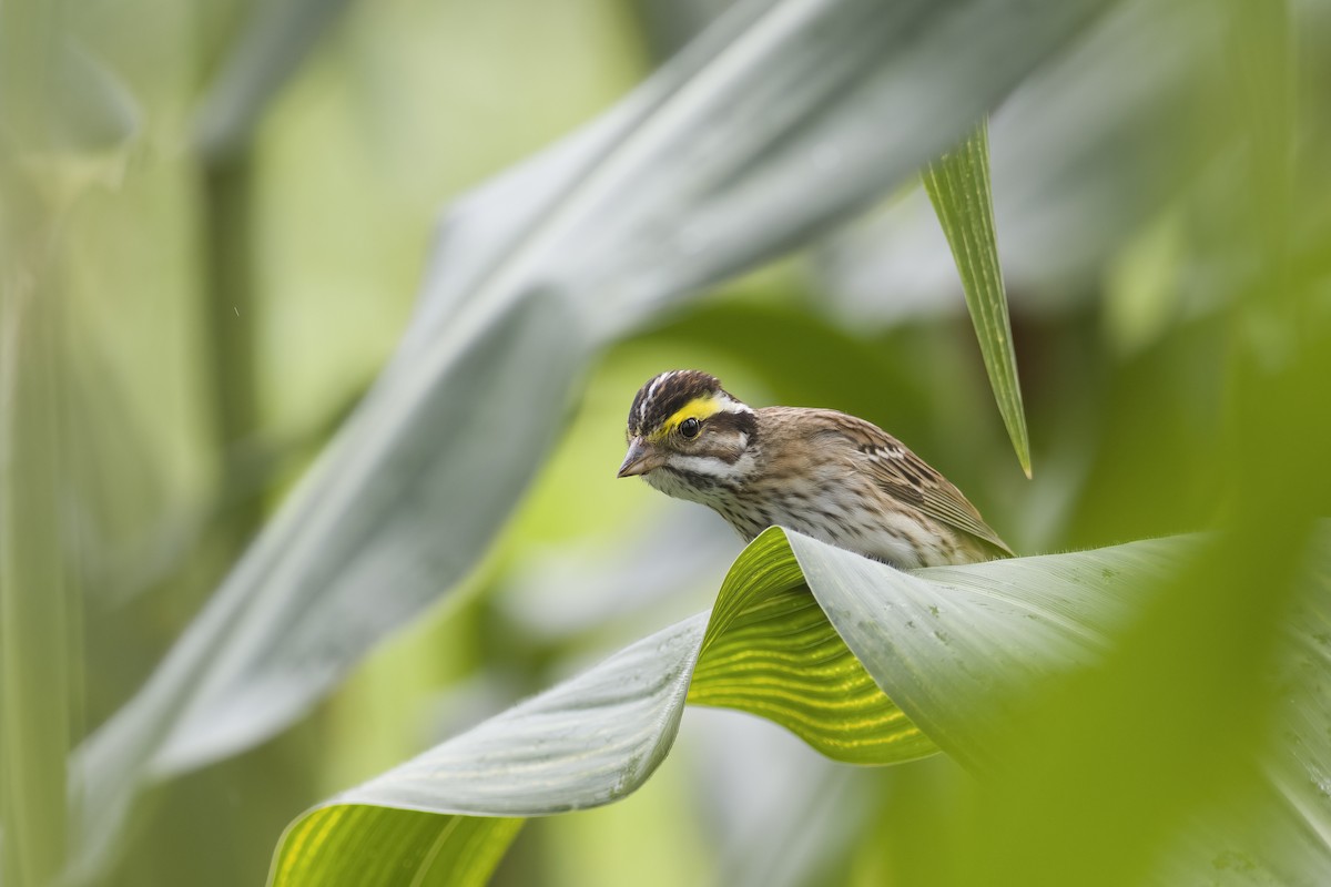 Yellow-browed Bunting - ML618583155