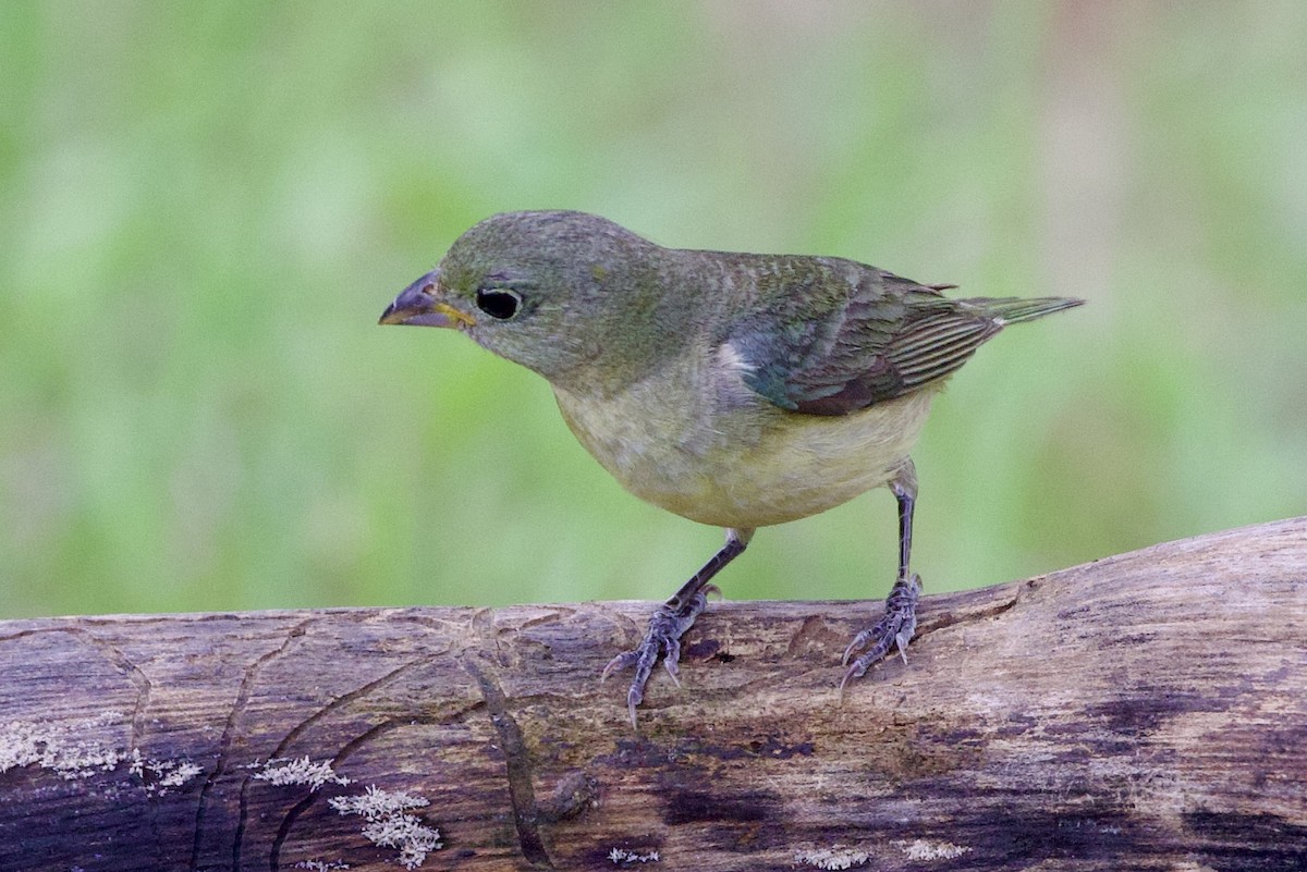 Painted Bunting - ML618583193