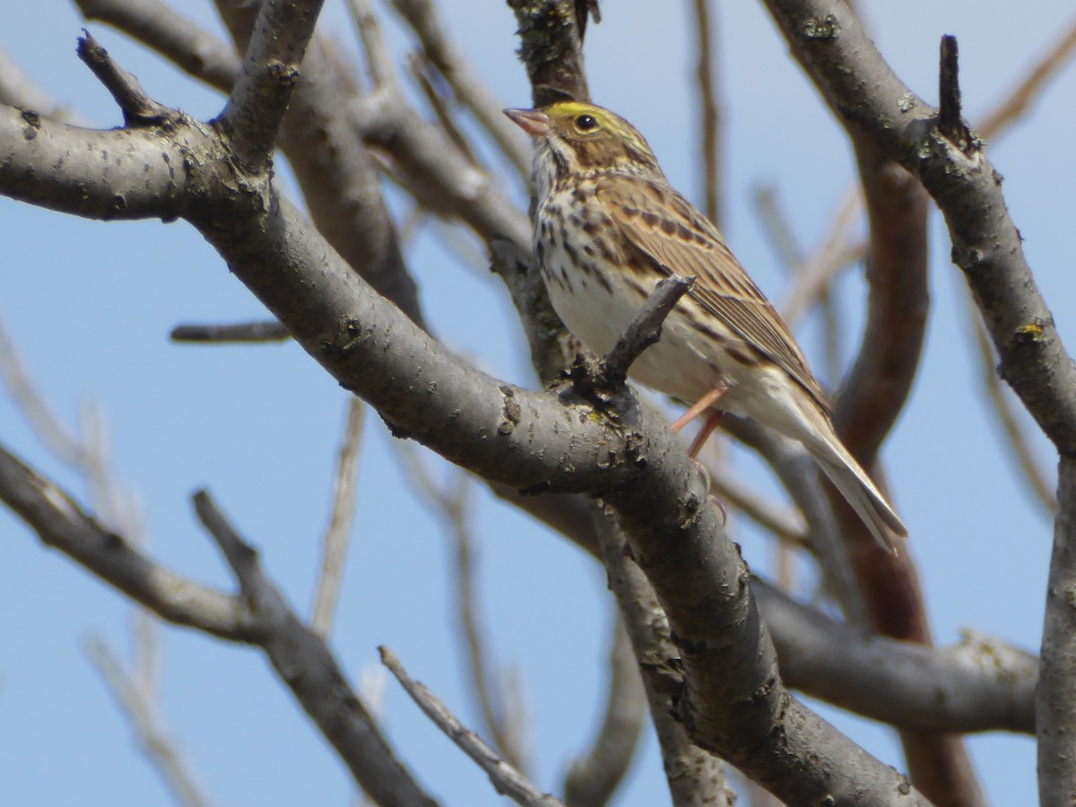 Savannah Sparrow - ML618583236