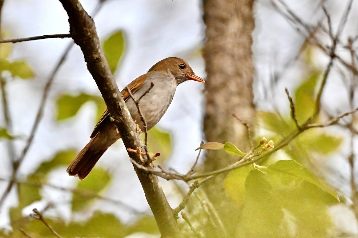 Orange-billed Nightingale-Thrush (Brown-headed) - ML618583264
