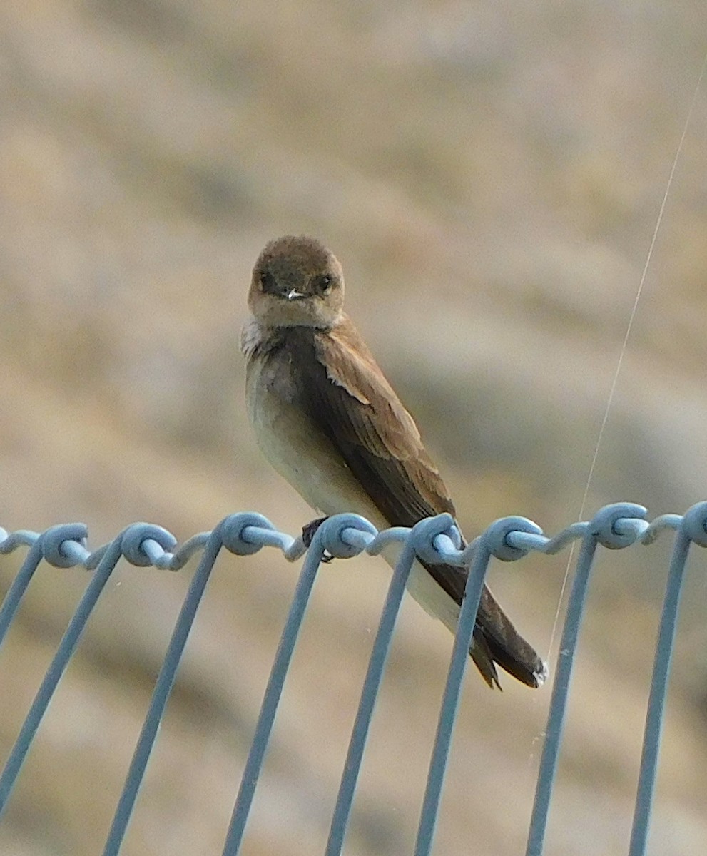 Northern Rough-winged Swallow - ML618583351