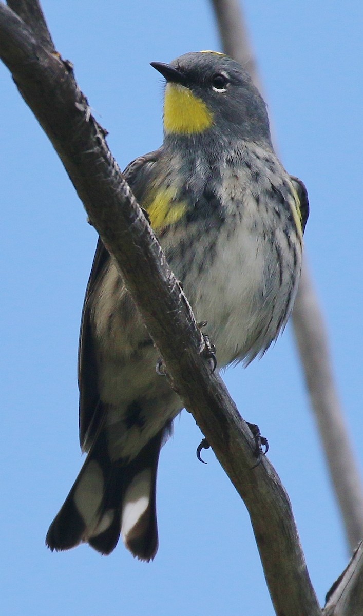 Yellow-rumped Warbler (Audubon's) - ML618583353