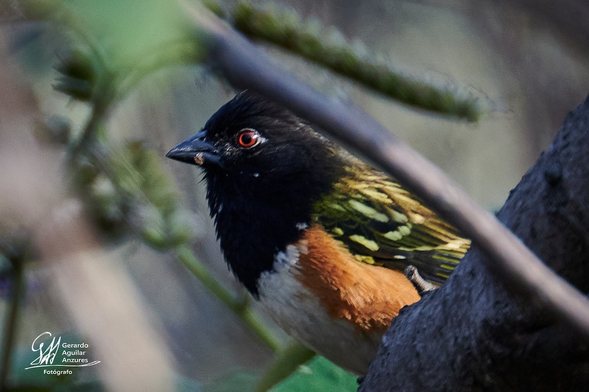 Spotted Towhee (Olive-backed) - ML618583354