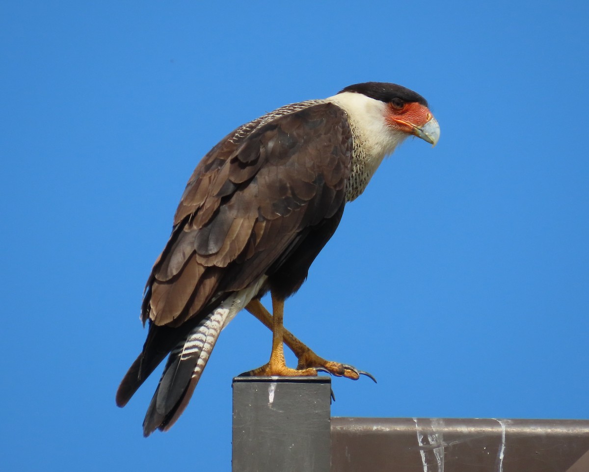 Crested Caracara - Laurie Witkin