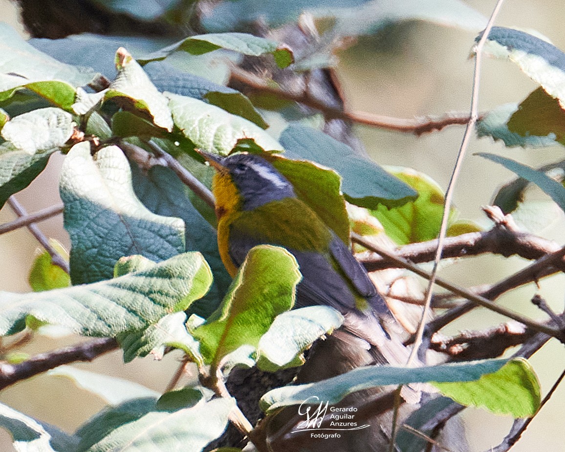 Crescent-chested Warbler - ML618583402