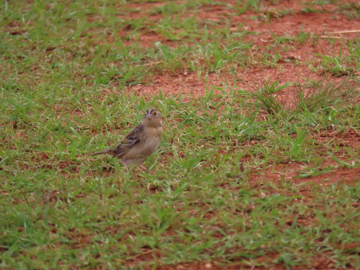 Grasshopper Sparrow - ML618583428