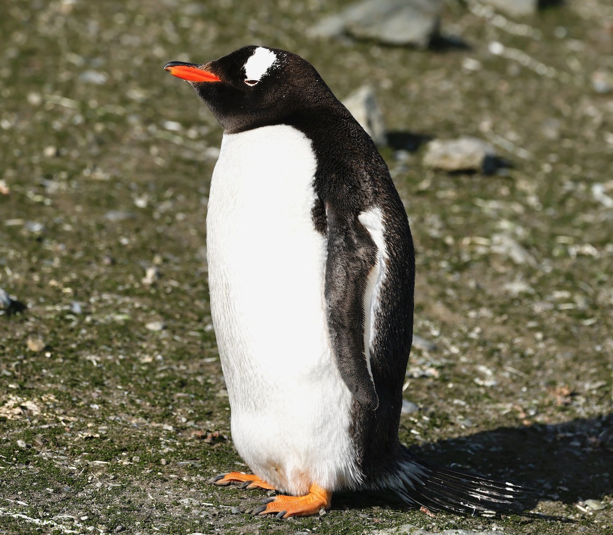 Gentoo Penguin - ML618583516