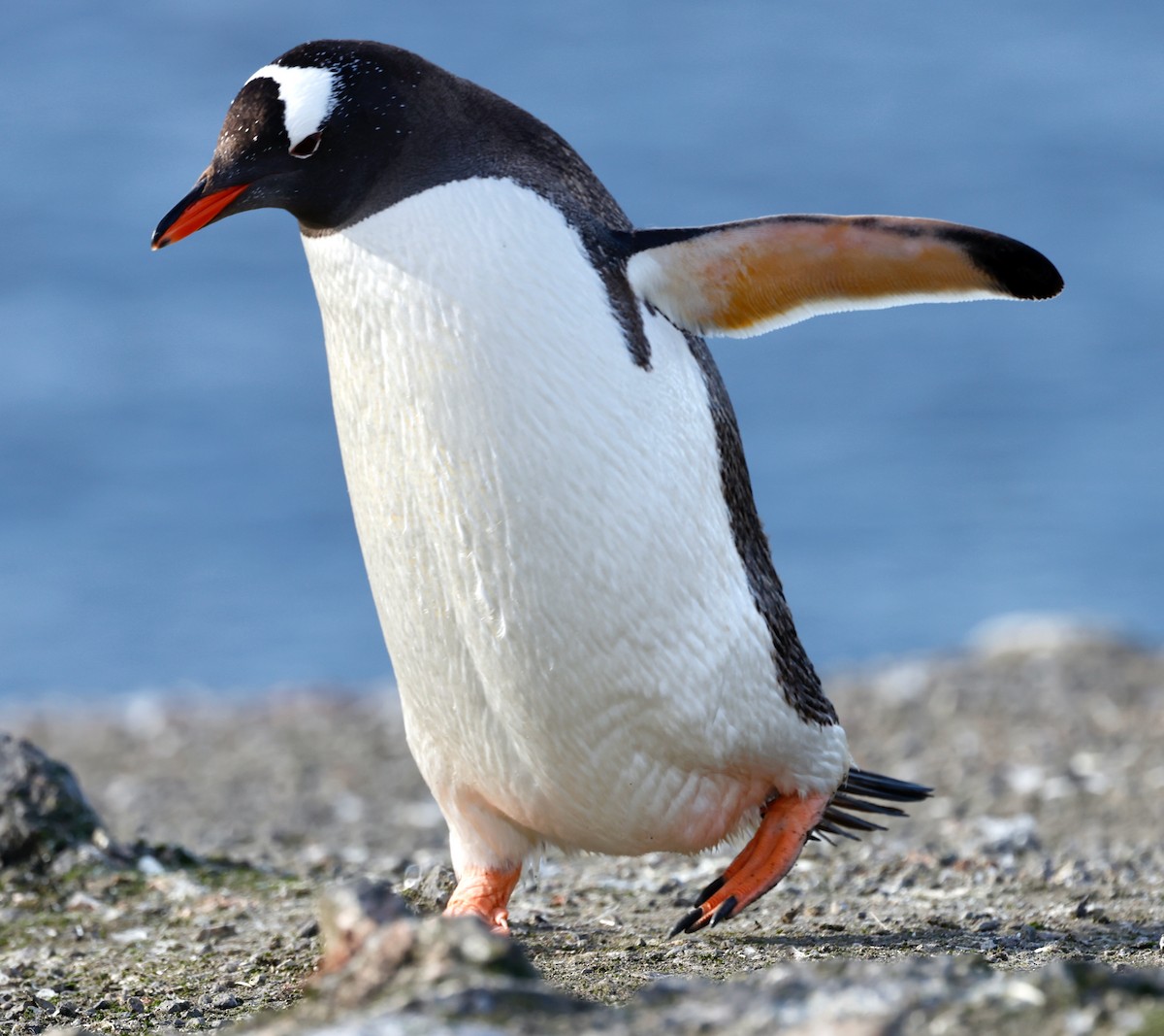 Пінгвін-шкіпер - ML618583527