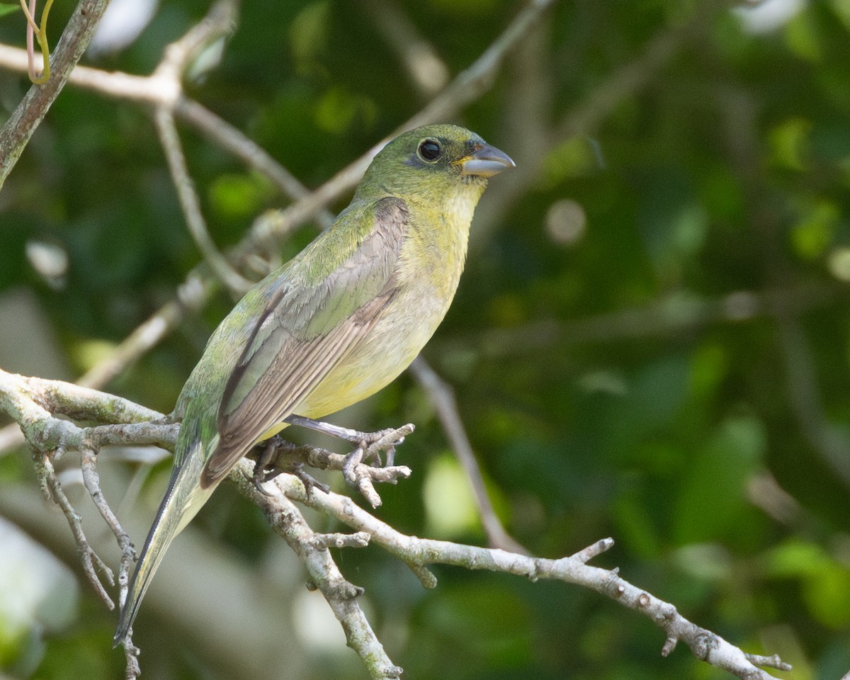 Painted Bunting - ML618583542