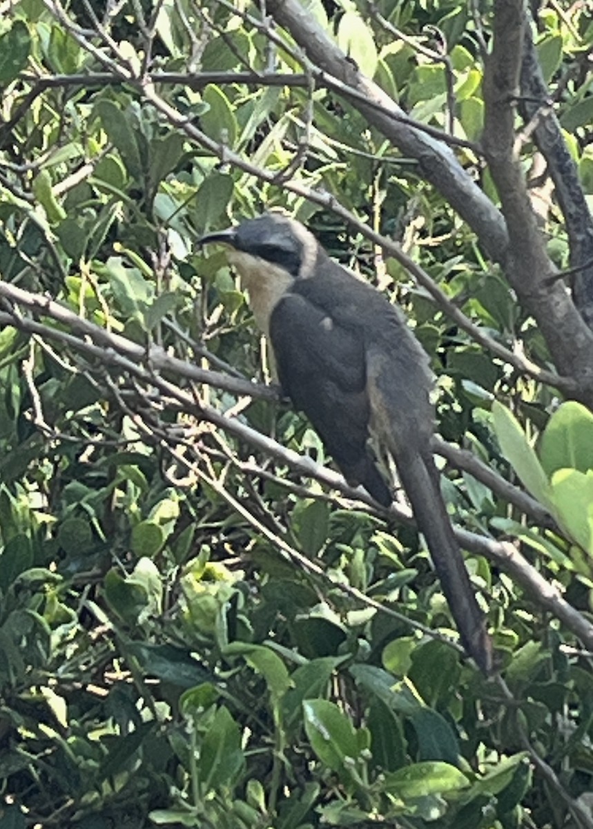 Mangrove Cuckoo - ML618583559