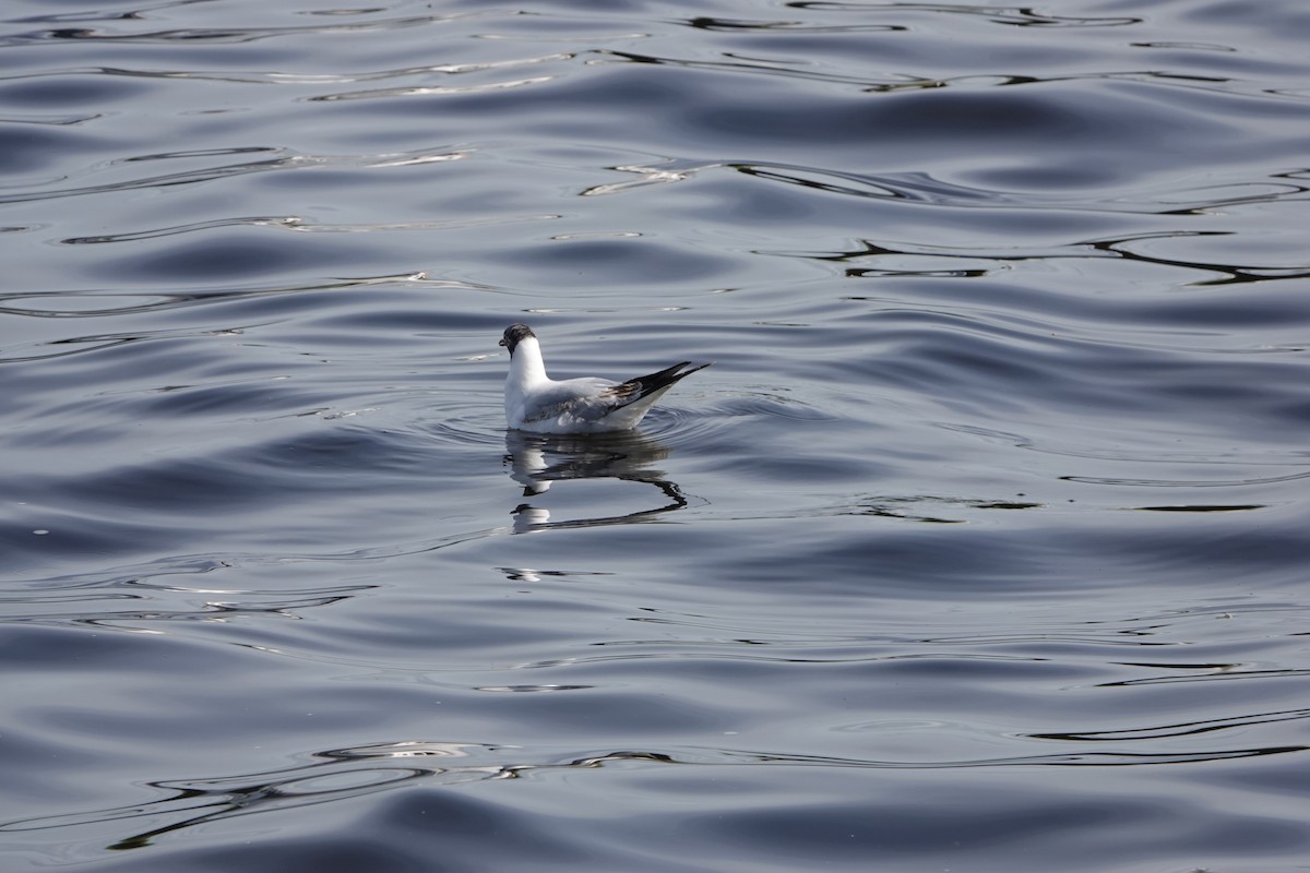 Mouette rieuse - ML618583589