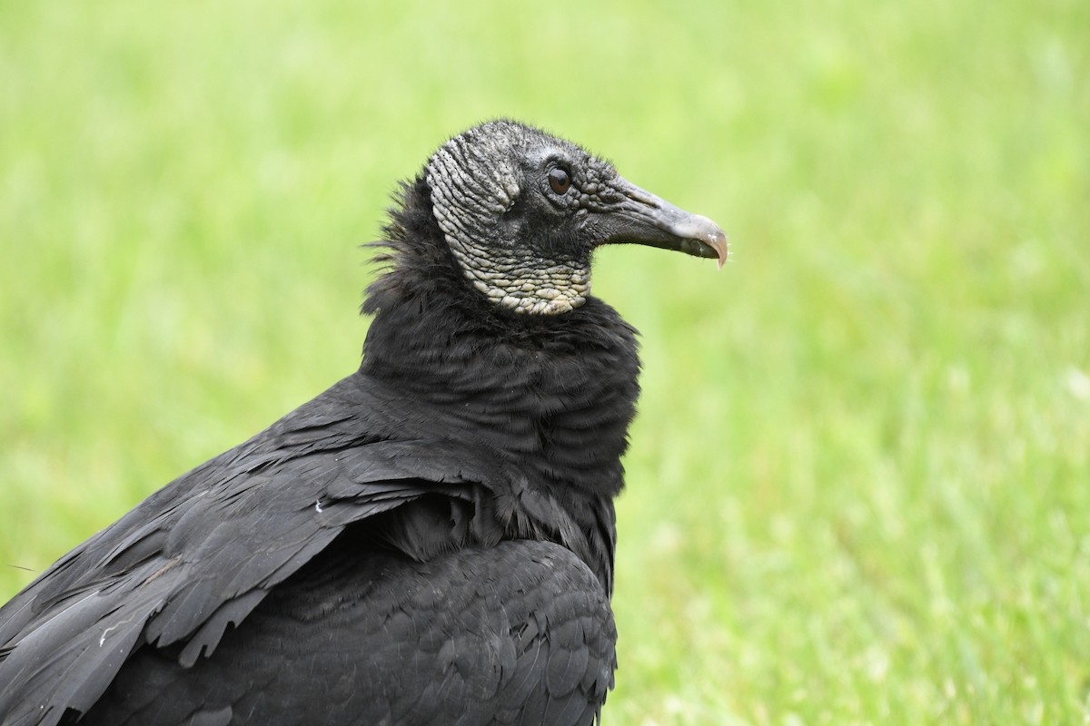 Black Vulture - ML618583647