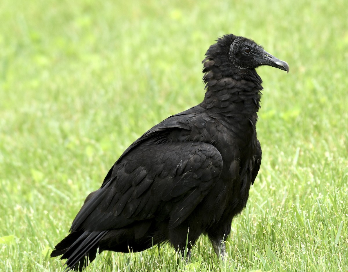 Black Vulture - ML618583649