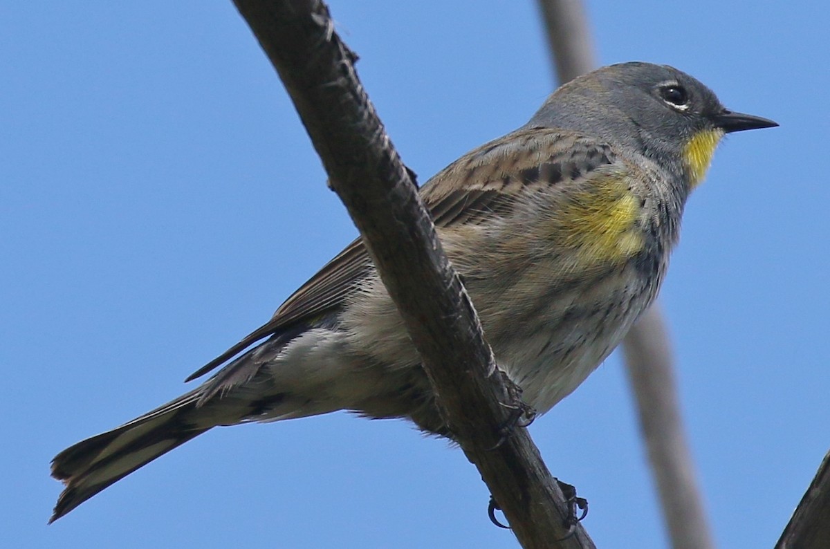 Yellow-rumped Warbler (Audubon's) - Debby Parker
