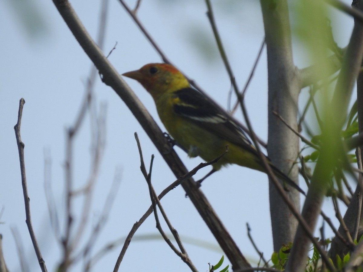 Western Tanager - ML618583699
