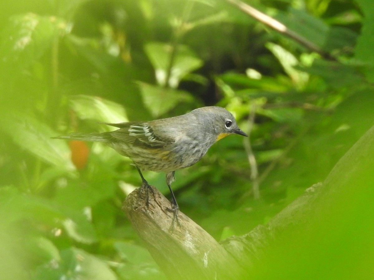 Yellow-rumped Warbler (Audubon's) - ML618583706