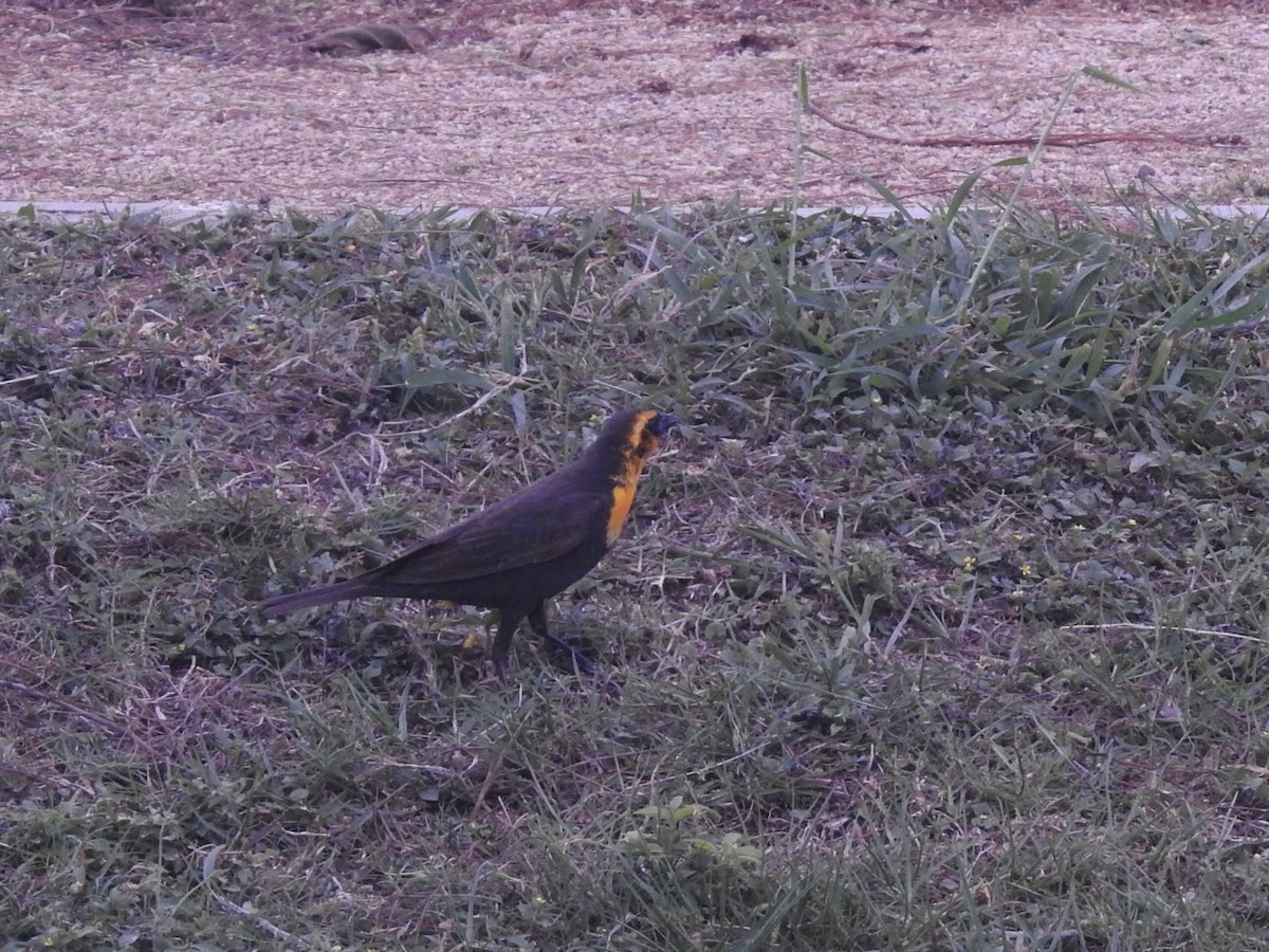 Yellow-headed Blackbird - ML618583720