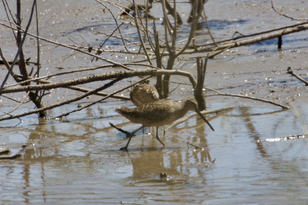 Long-billed Dowitcher - ML618583761