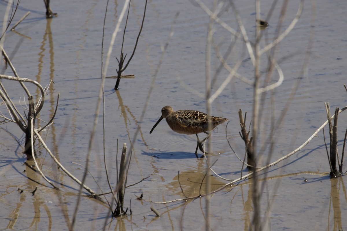 Long-billed Dowitcher - ML618583800