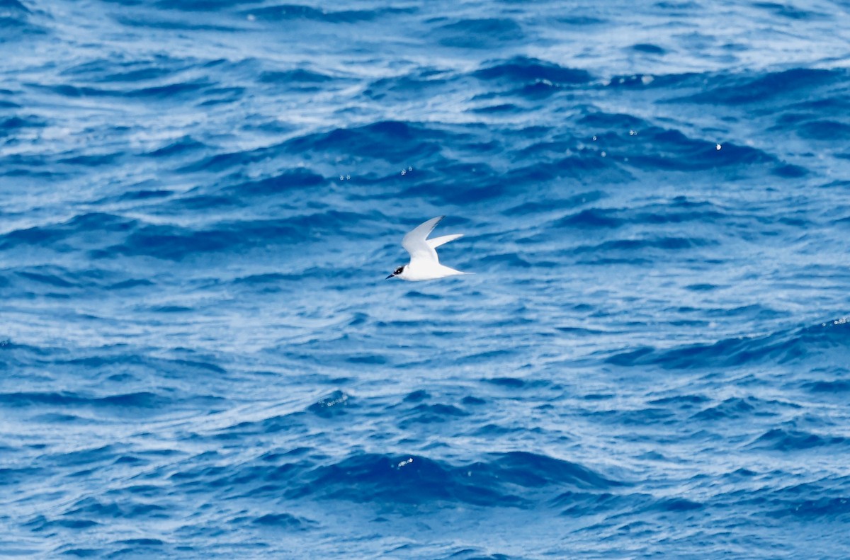 Antarctic Tern - ML618583902