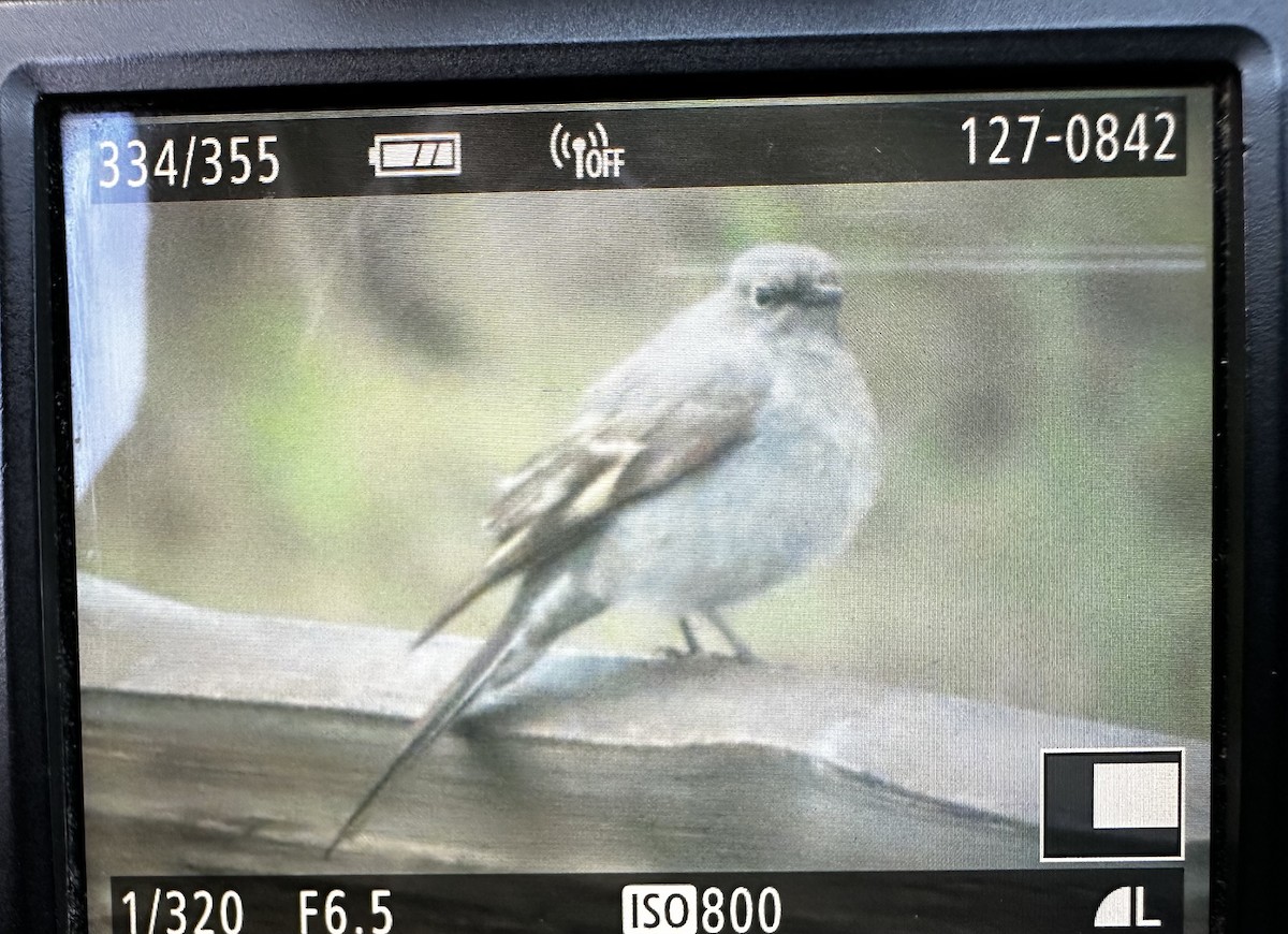 Townsend's Solitaire - ML618583994