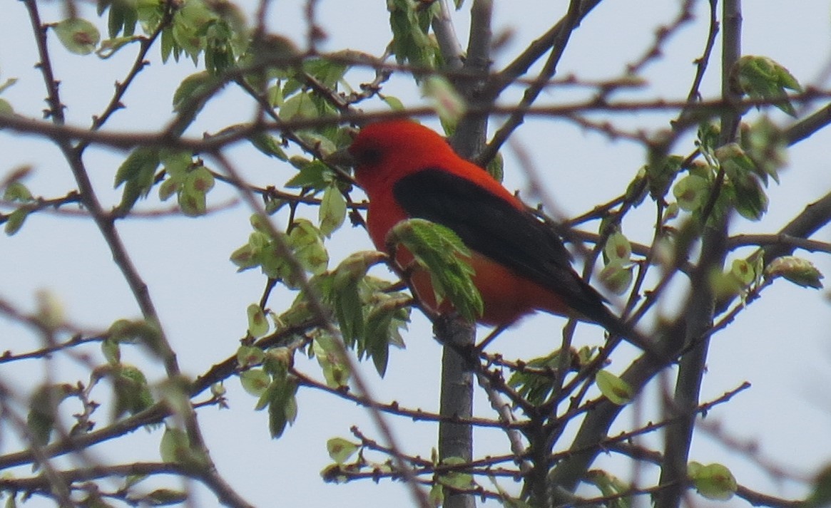 Scarlet Tanager - ML618584012