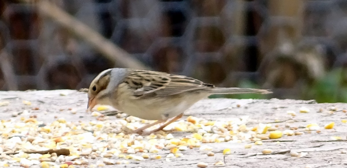 Clay-colored Sparrow - ML618584022