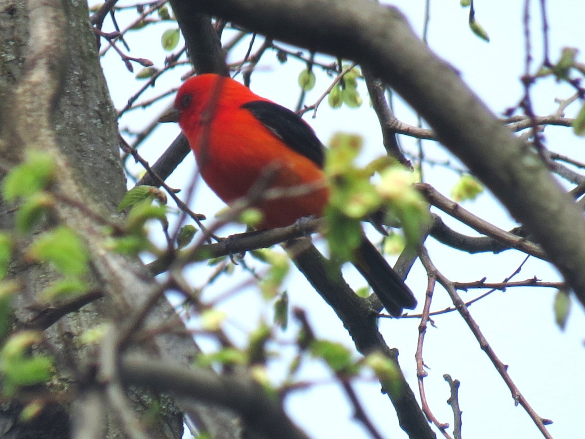 Scarlet Tanager - ML618584025