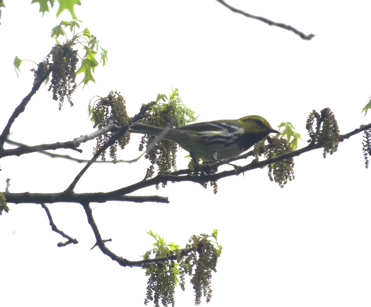 Black-throated Green Warbler - ML618584026