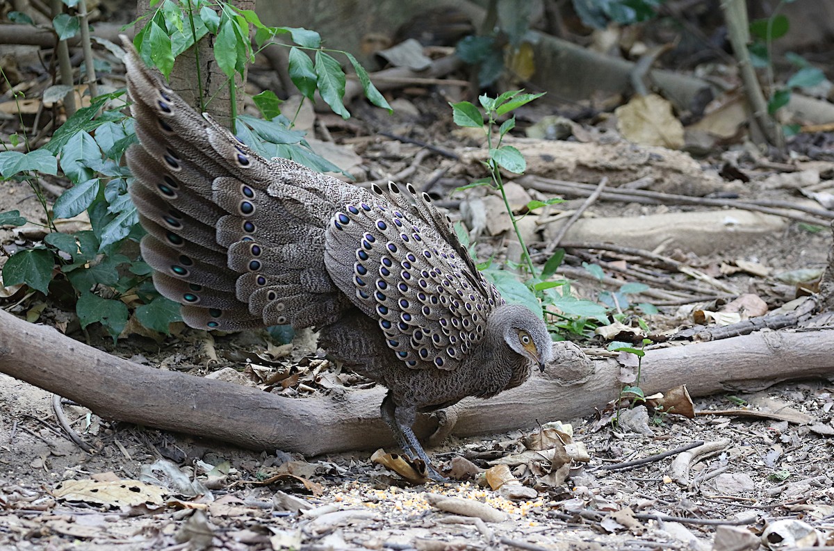 Gray Peacock-Pheasant - ML618584034