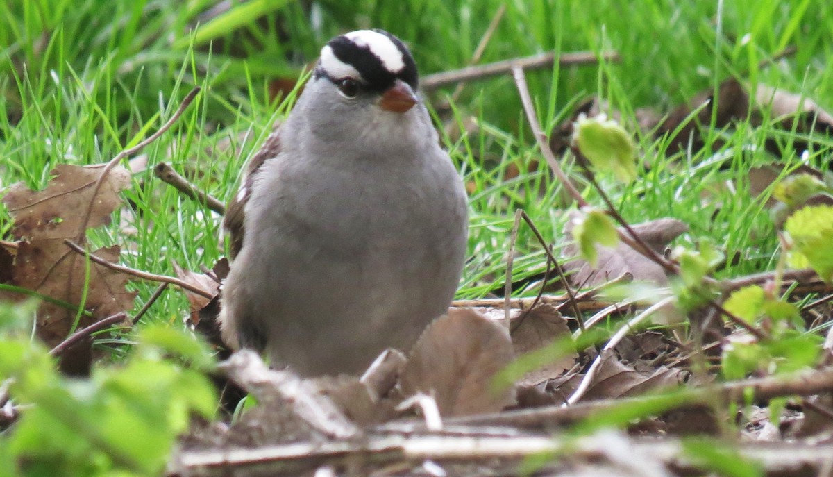 White-crowned Sparrow - ML618584044