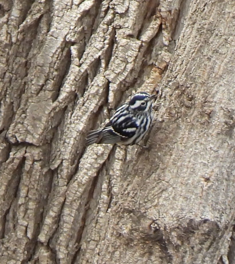 Black-and-white Warbler - ML618584050
