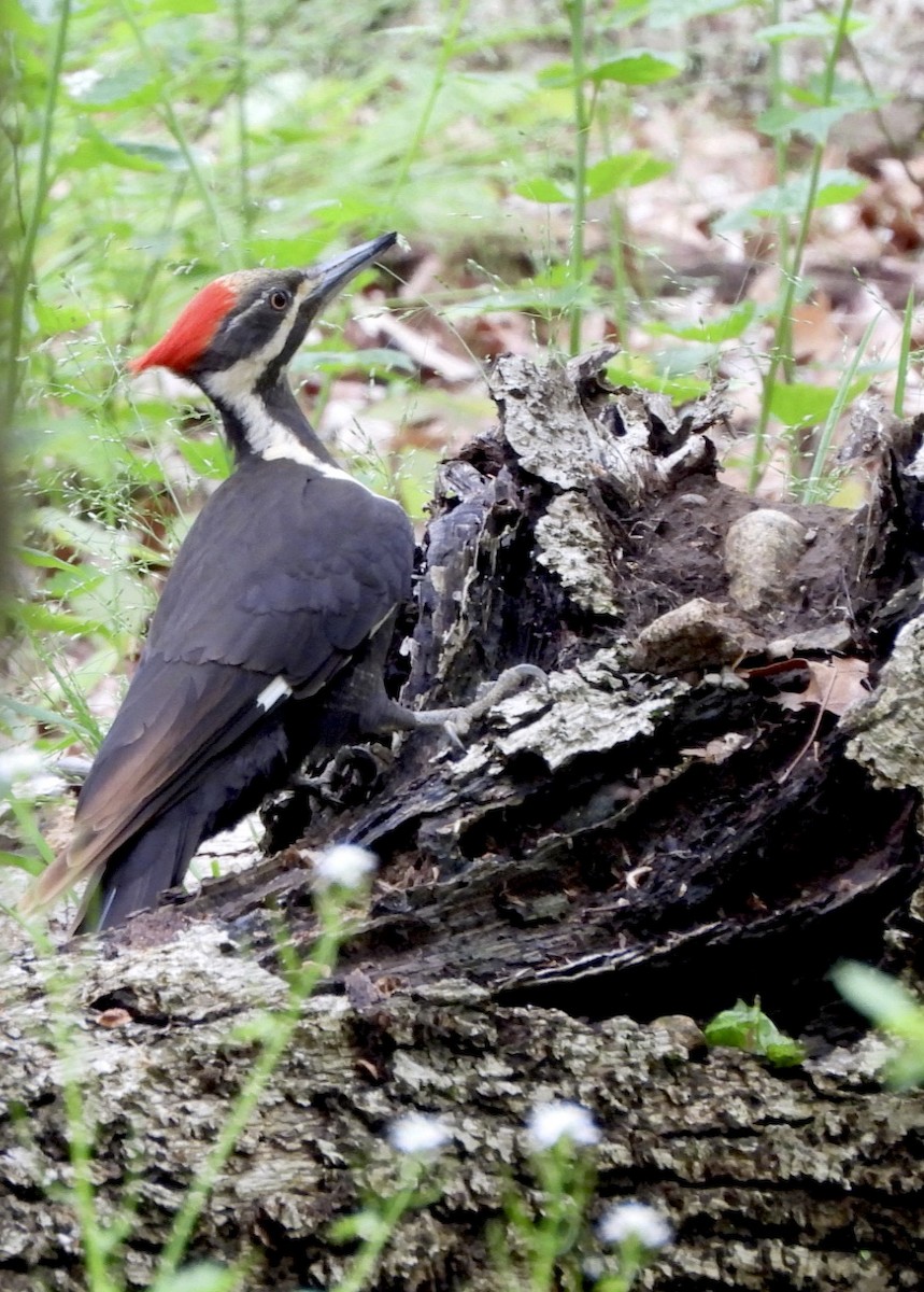 Pileated Woodpecker - Jay Luke