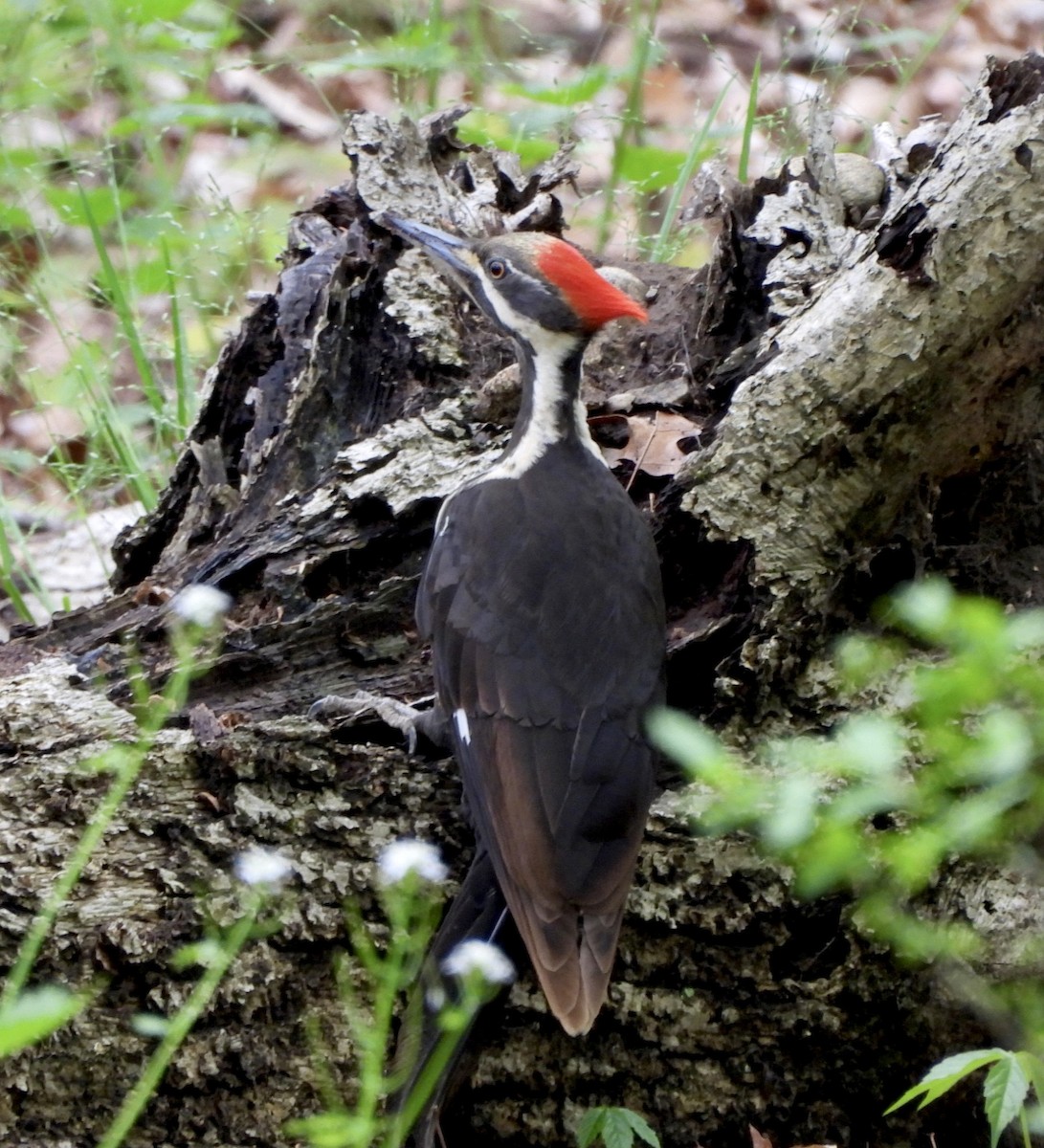 Pileated Woodpecker - Jay Luke