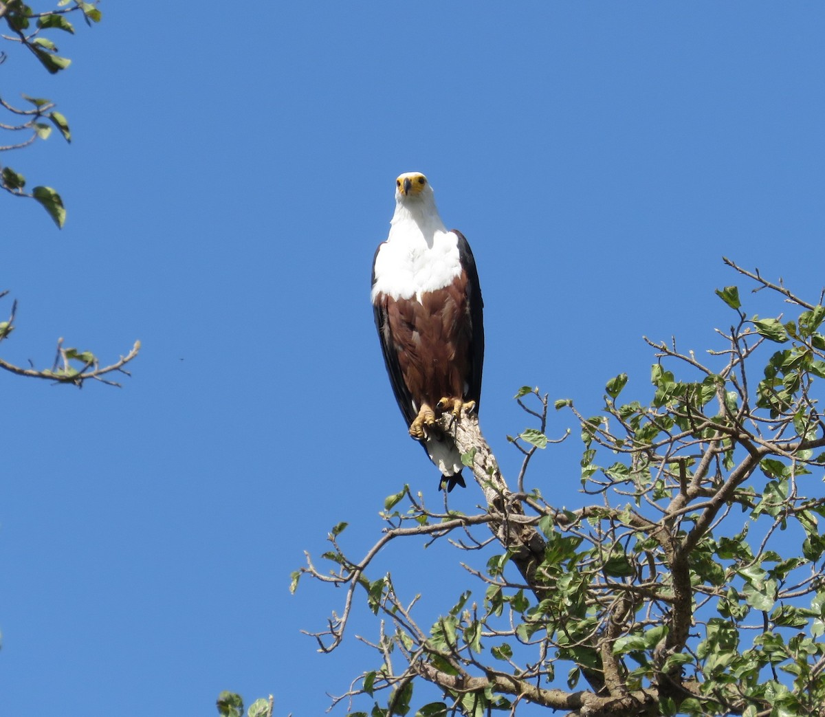 African Fish-Eagle - ML618584097