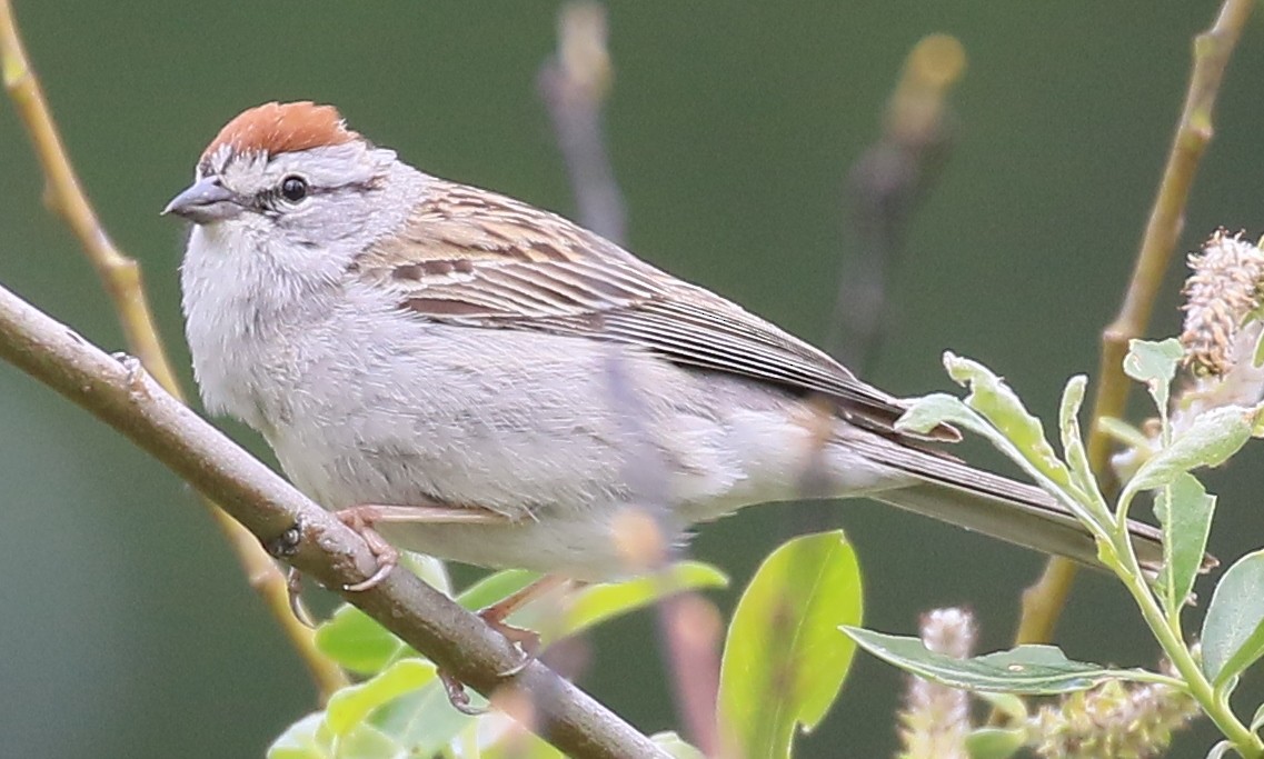 Chipping Sparrow - ML618584110