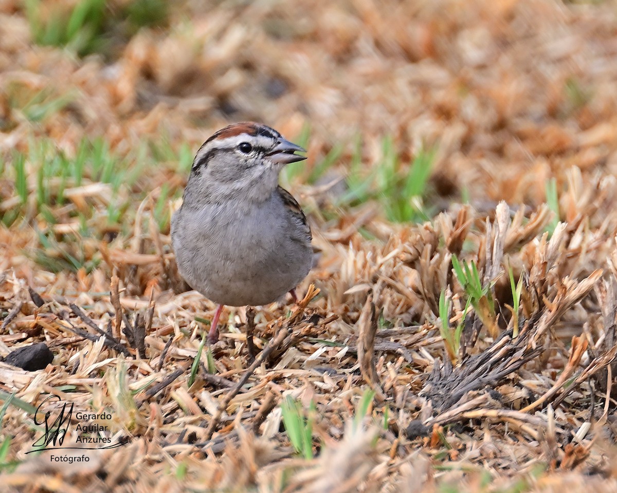 Chipping Sparrow - ML618584152