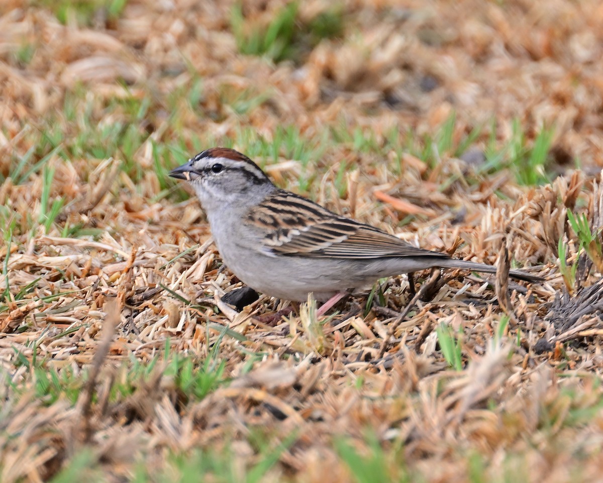 Chipping Sparrow - Gerardo Aguilar Anzures