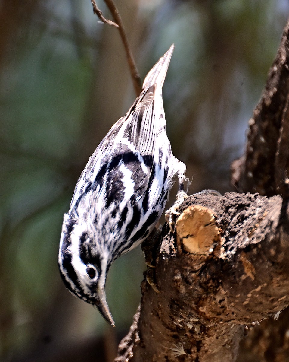 Black-and-white Warbler - ML618584179