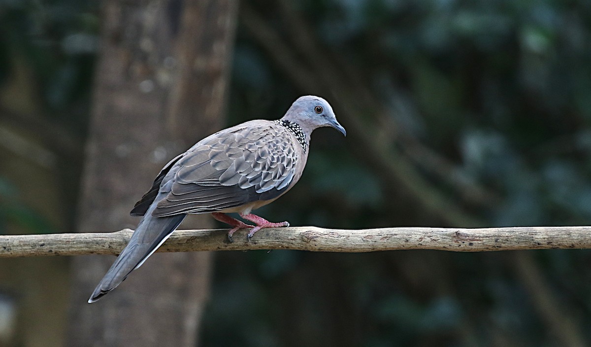 Spotted Dove - Peter Ericsson